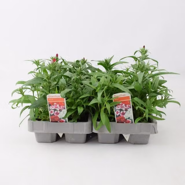 Plants By Post Mixed Colour Dianthus Shrubs, 12 Pack, Pink and Multicolour