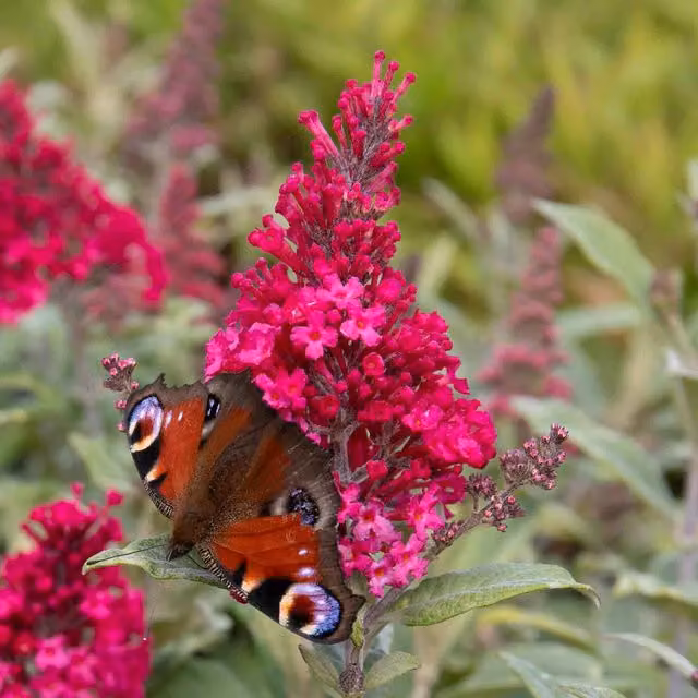 Marshalls Garden Buddleja Candy Little Ruby Dwarf Butterfly Bush, Red and Pink, 9cm Pot