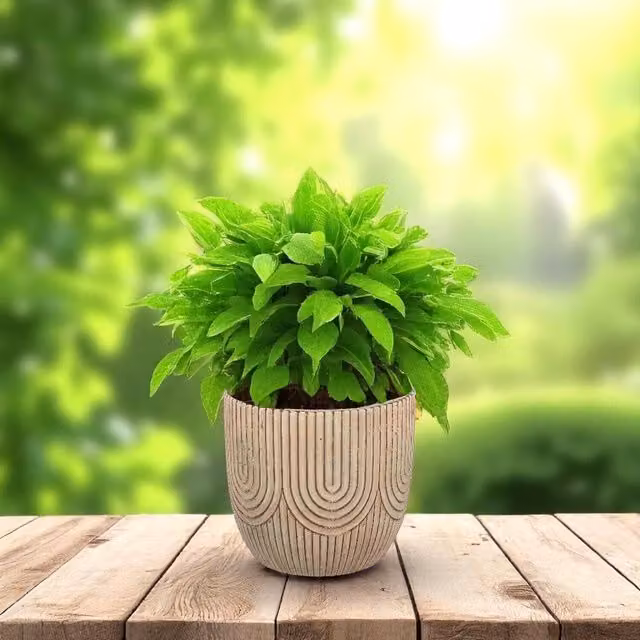 Kingsbury Gifts Art Deco Geometric Round Tabletop Plant Pot, Beige, H 12.5 x W 13.5 x D 13.5 cm