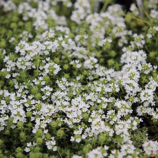 Set of 3 Primrose Snowdrift Creeping Thyme Herb Garden Bedding Plants in White 9cm Pots