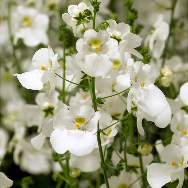 Plants By Post Diascia Flying Colours White Bedding Plants, 3 x 9cm Pots