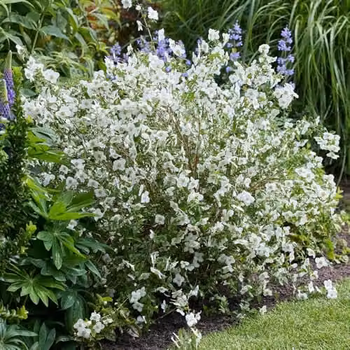 YouGarden Philadelphus Petite Perfume White Ornamental Shrub, 3L Pot – 6