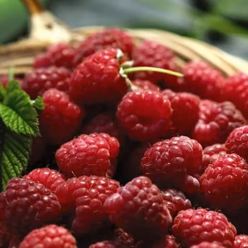 Thompson & Morgan Organic Raspberry Tulameen Potted Plant, 1.7 Litre