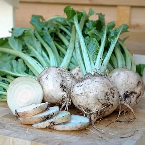 Thompson and Morgan White Beetroot Albina Vereduna Seeds, Approx. 250 Seeds