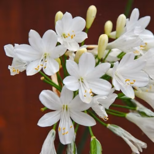 Thompson and Morgan Agapanthus Ever White Perennial, 2.5 Litre