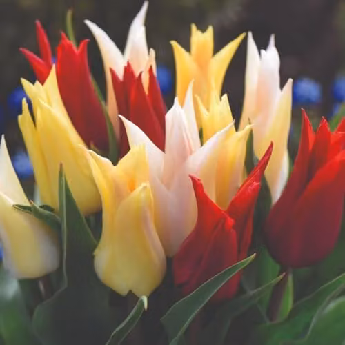 Thompson & Morgan Tulip Elegant Mix Lily-Flowered Spring Bulbs, 16 Bulbs, Multicolour