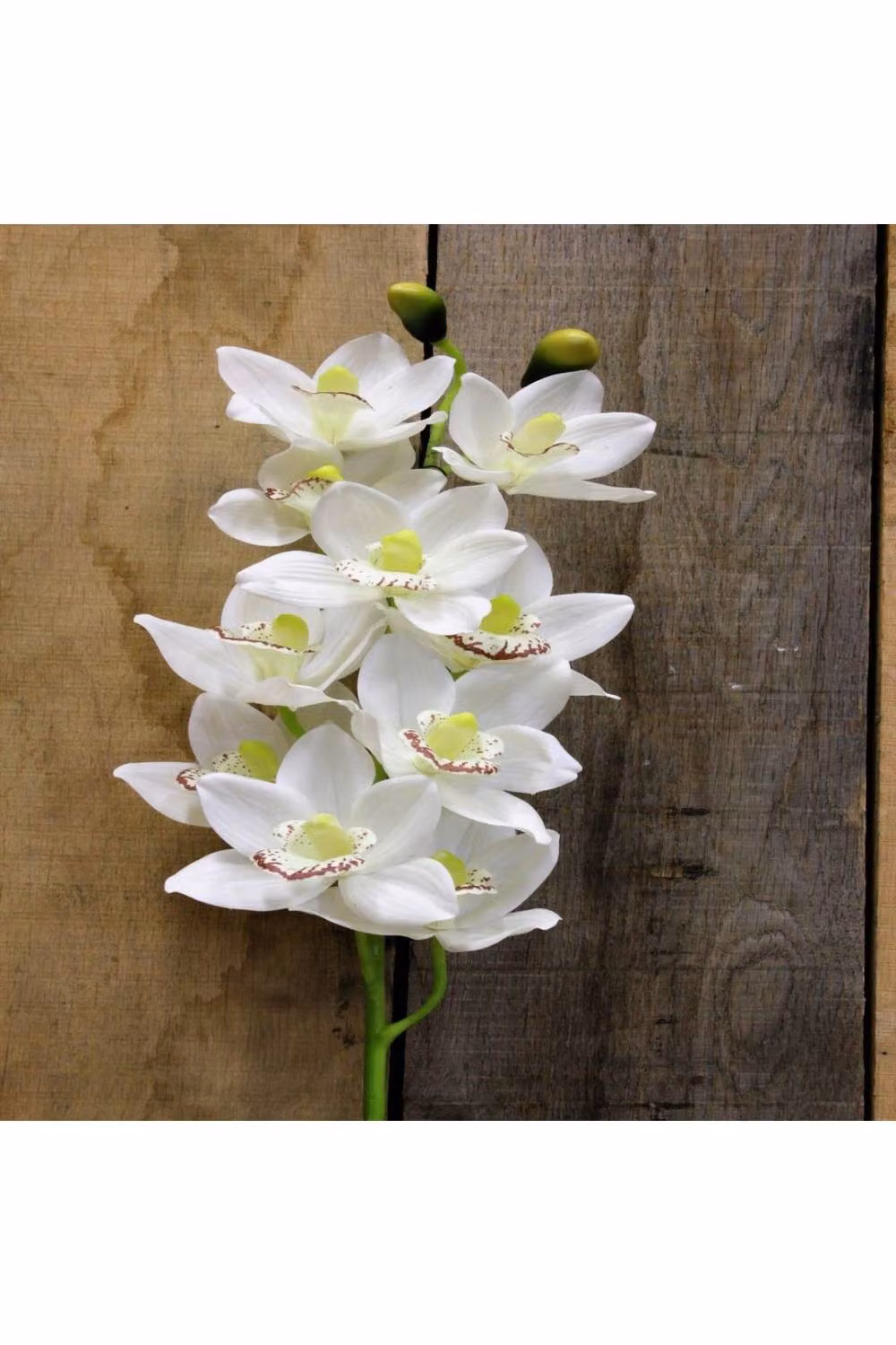 KDMD White Phalaenopsis Orchid Spray, Height: 114.3 cm – 2