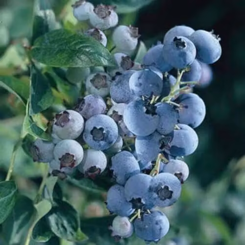 Thompson & Morgan Blueberry Bluegold Self-Fertile Variety, 3 x 9cm Potted Plants – 3