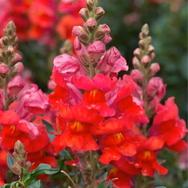 Plants By Post Antirrhinum Scarlet Red Bedding Plants, 24 Pack