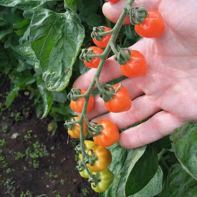 Marshalls Garden Red Big Daddy Tomato Vegetable Seeds