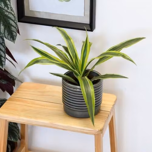 Thompson and Morgan Dracaena fragrans Dragon Tree Deremensis Group Lemon Lime Indoor Foliage Plant, 12cm Potted Plant
