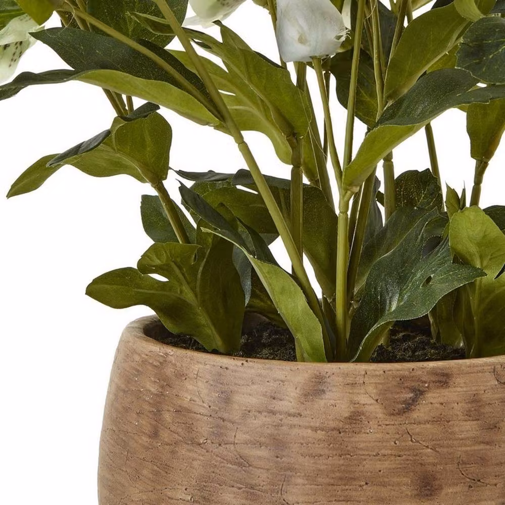 Lemon Pavilion Furniture and Decor Potted Hellebore Plant in Green and Taupe, W: 38 cm, D: 38 cm, H: 41 cm – 4
