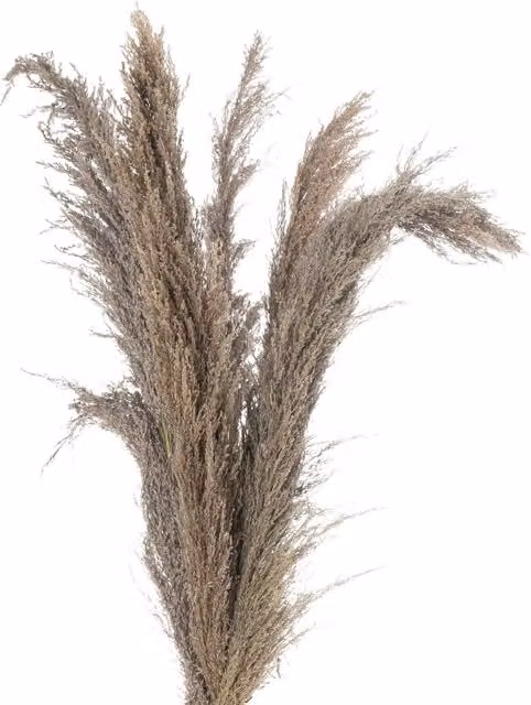 KDMK Brown Natural Pampas Grass Stem for Boho Organic Botanical Decor