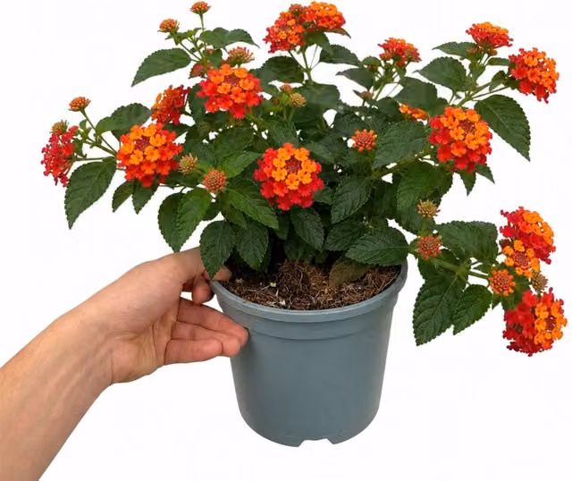 Plants By Post Lantana Bandolista Chilli Orange Summer Bedding Plant, 2L
