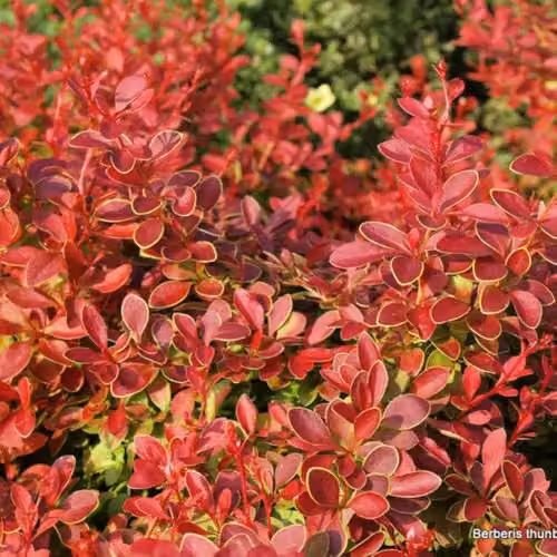 Thompson & Morgan Berberis thunbergii Coral Dwarf Ornamental Shrub with Orange, Red and Gold Foliage, 10 Litre Pot – 1