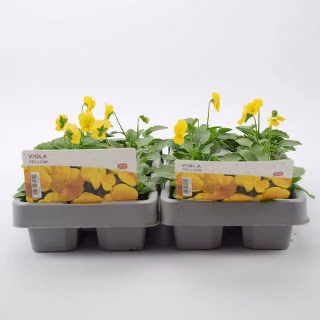 Plants by Post Yellow Viola Garden Ready Bedding Plants, 12 Plants in 2 x 6 Eco Trays