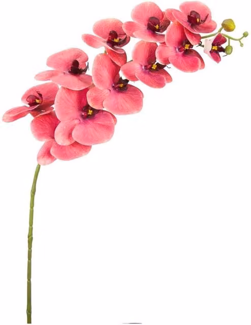 KDMD Pink Crushed Raspberry Phalaenopsis Orchid Stem