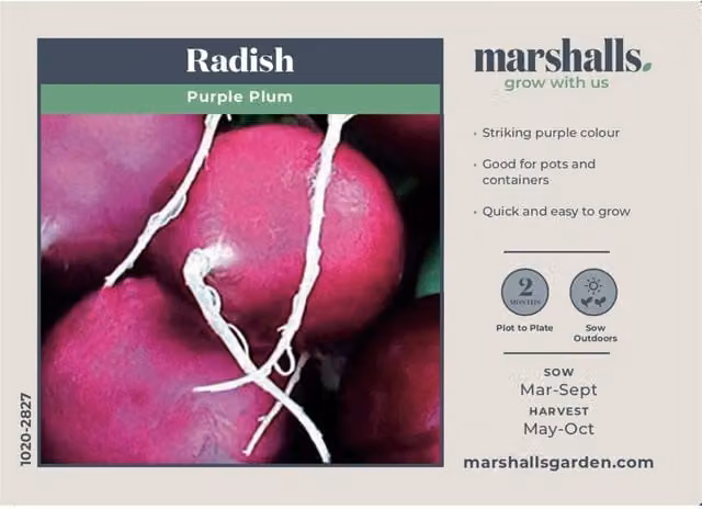 Marshalls Garden Purple Plum Radish Seeds, 300 Seeds