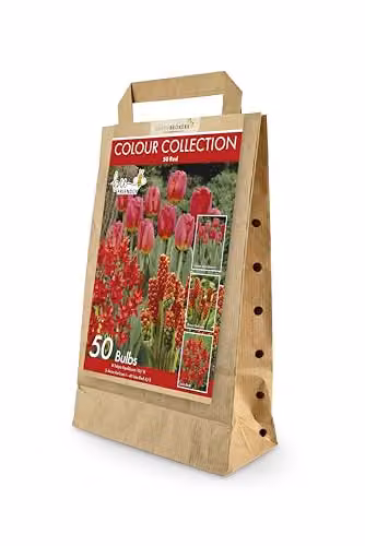 GreenBrokers Colour Collection Red Spring Flower Bulbs, 50 g – 1