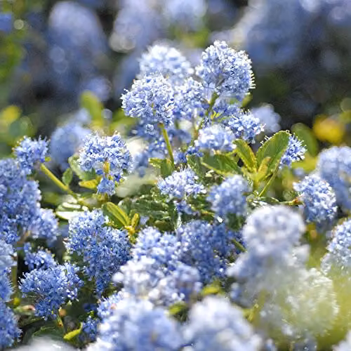 Thompson & Morgan Ceanothus Californian Lilac Shrub, 3 x 9cm Pots, Blue Flowers