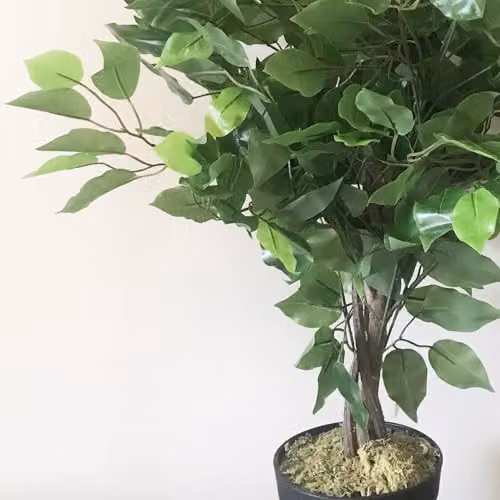 Leaf Design UK Green Artificial Ficus Tree, Height: 60 cm – 2