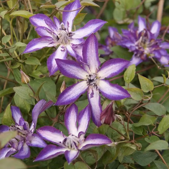 Plants By Post Clematis Viticella Astra Nova Deep Purple Outdoor Climbing Plant