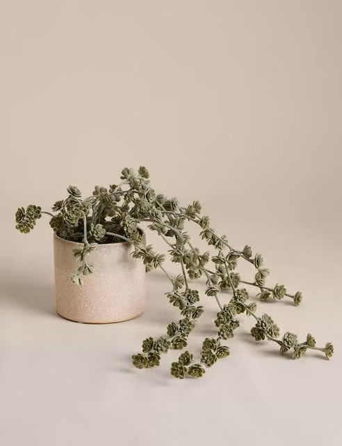 M&S Trailing Succulent in a Green Ceramic Pot