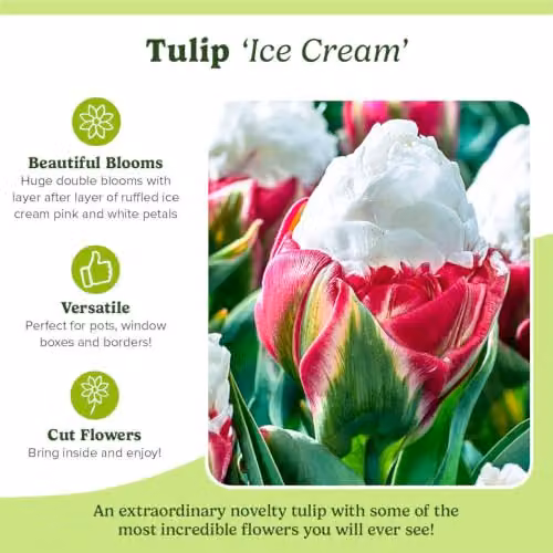 YouGarden Novelty Premium Tulip Ice Cream Spring Flower Bulbs, Set of 10 Pink and White Bulbs for Autumn Planting – 5