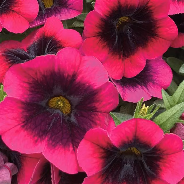 Plant Theory Set of 3 Pink Caliloco Dracula Mini Petunia and Calibrachoa Bedding Plants in 9cm Pots
