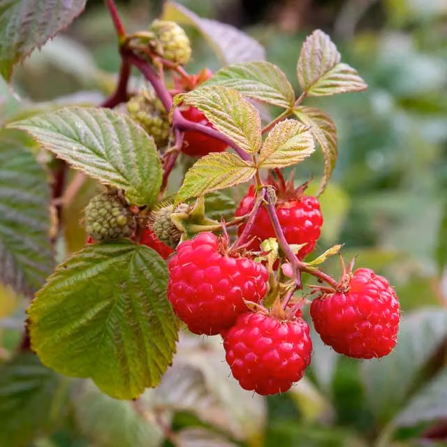 Marshalls Garden Red Raspberry Paris Perennial Fruit Berry Bush
