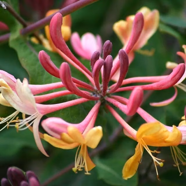 Plant Theory Lonicera Heckrottii Gold Flame Burgundy Climbing Plant, Green and Multicolour