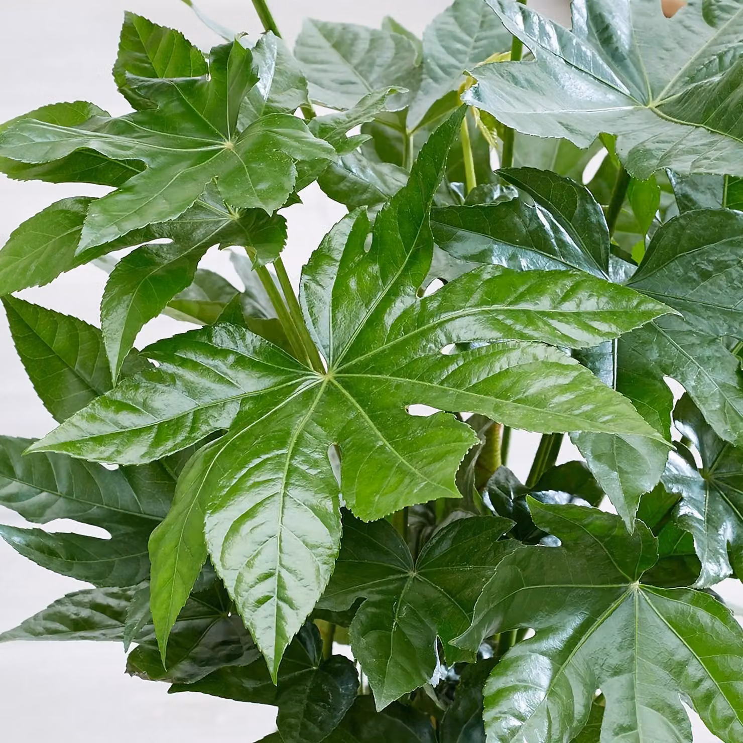 Primrose Fatsia Japonica Japanese Aralia Indoor Plant in Green 17cm Pot, Height: 60 cm – 2