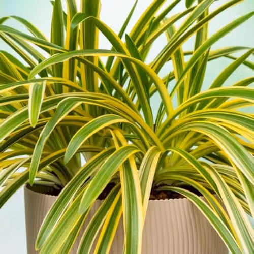 Thompson & Morgan Agapanthus Zambezi African Lily Perennial, 2 x 2L Pots – 1