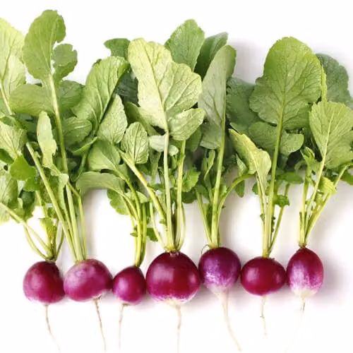 Thompson & Morgan Radish Diana Seeds with Two-Toned Purple and White Roots – 2