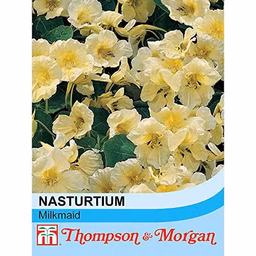 Thompson and Morgan Nasturtium Milkmaid Half-Hardy Annual Indian Cress Flower Seeds, White and Yellow – 2