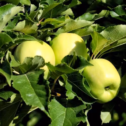 Thompson & Morgan Golden Delicious Apple Tree, Hardy Dessert and Cooking Fruit Tree, 12 Litre Pot