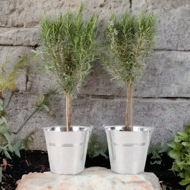 Plants By Post Pair of Green Rosemary Trees in Metal Zinc Planters, Height: 45 cm