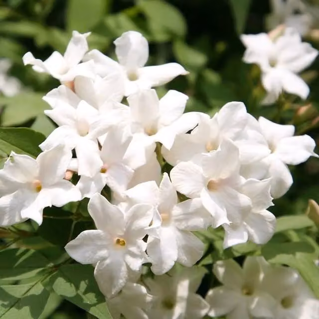 Plant Theory Jasminum Officinale White Flowering Jasmine Climbing Plant in a Green Pot