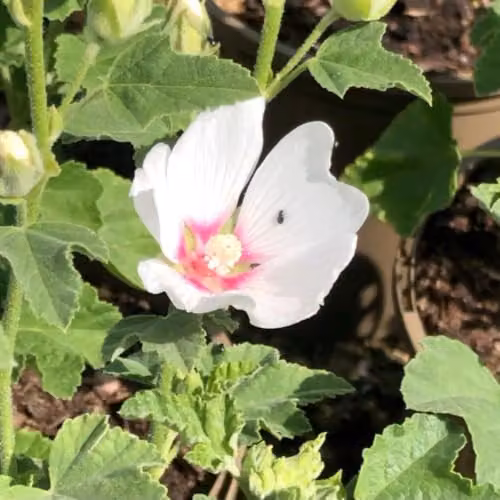 Thompson & Morgan Lavatera x clementii Mary Hope Pink and White Flowering Ornamental Shrub, 3 Litre Pot