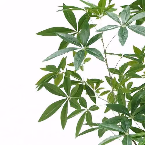 Botanik Realistic Artificial Money Tree Pachira Faux Plant, Green, H 180 x W 90 x D 90 cm – 2