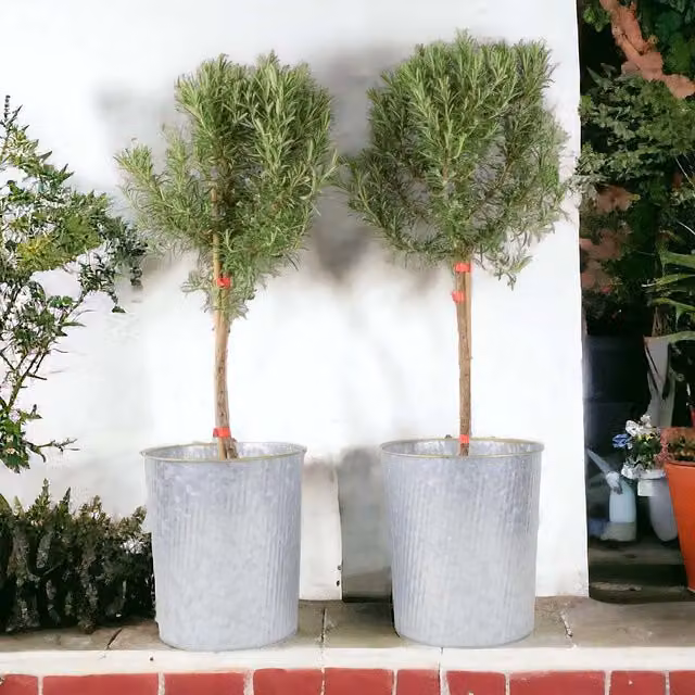 Plants By Post Pair of Hardy Evergreen Rosemary Trees in Zinc Planters, 3L Pot, Green and Purple
