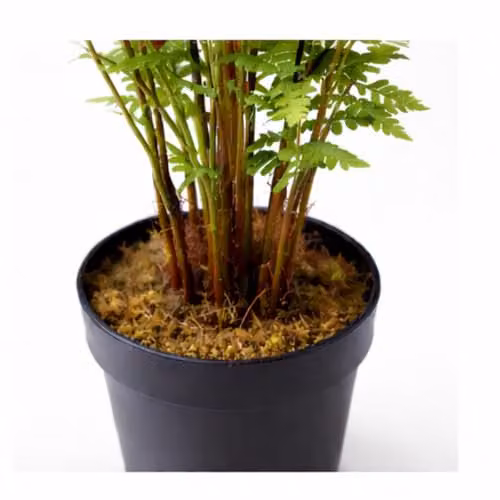 LeafUK Realistic Artificial Moss Fern Potted Plant in Green, W/D/H: 40 x 40 x 40 cm – 3