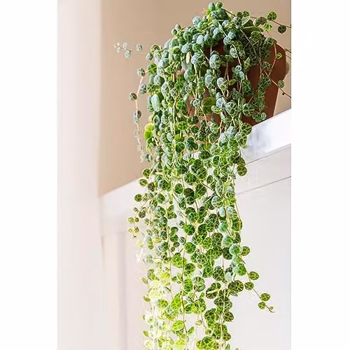 Thompson and Morgan Peperomia prostrata String of Turtles Trailing Indoor Perennial Houseplant with Red Stems, 1x 6cm Pot – 1