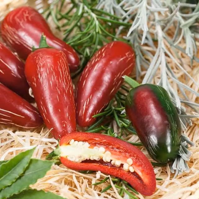 Marshalls Jalapeno Green Chilli Pepper Vegetable Seeds