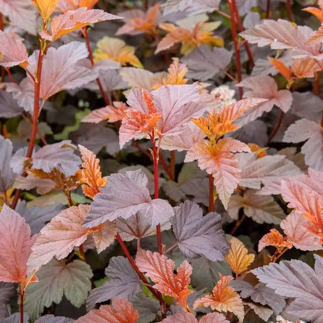 Marshalls Garden Physocarpus Lady in Red Ornamental Red Foliage Shrub
