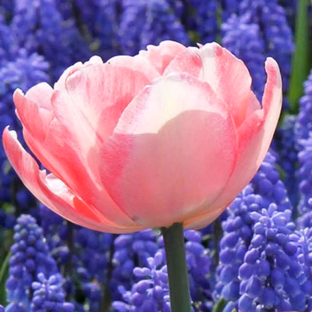 Plants By Post Soft Pink Tulip Foxtrot Bulbs, Pack of 15