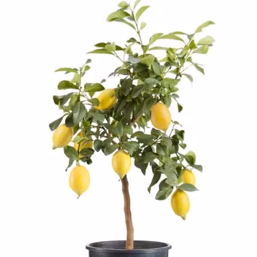 Thompson & Morgan Meyer Lemon Citrus Fruit Tree with Fragrant Flowers, 18cm Pot – 2