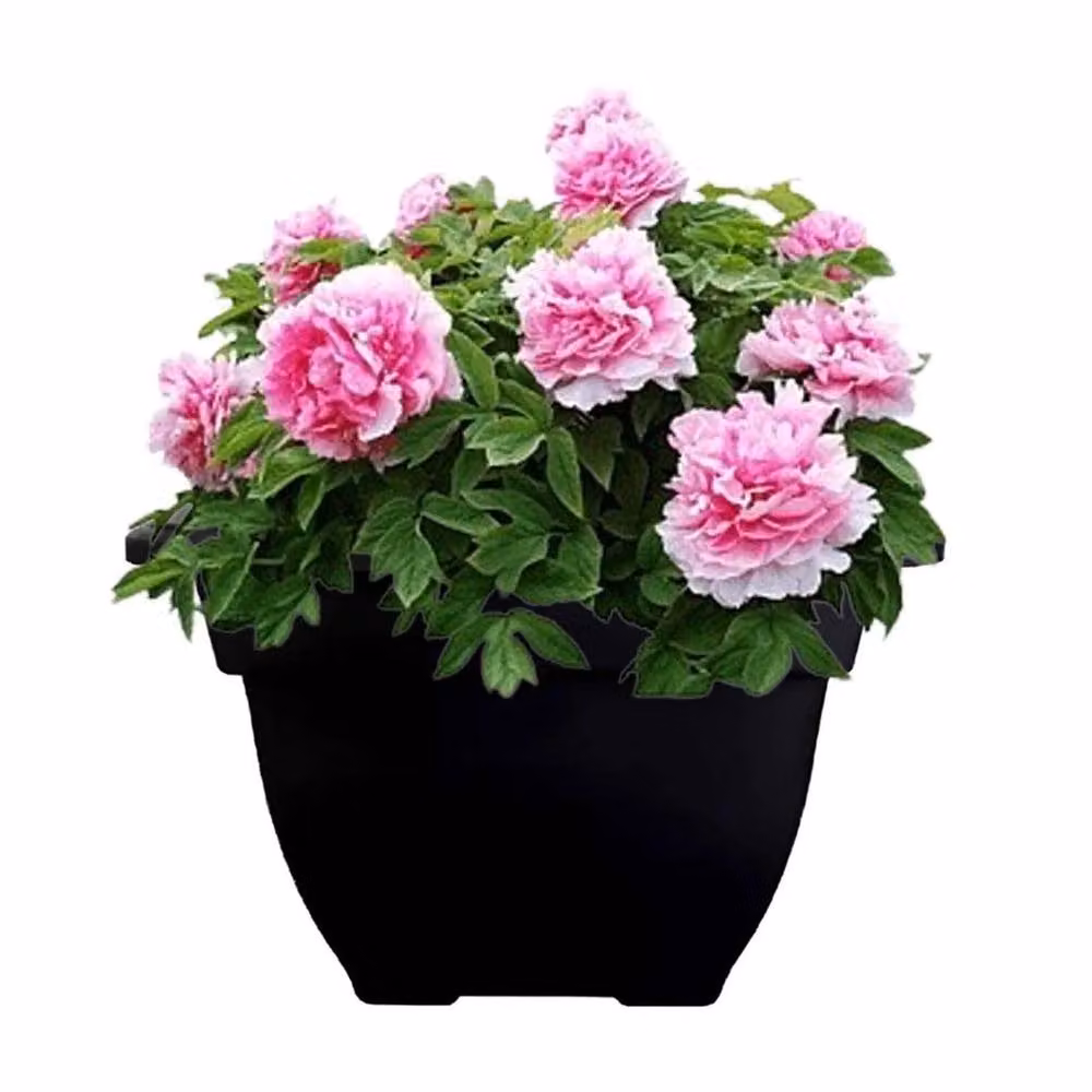 SPETLEK Black Large Square Bell Planter Plastic Pot W/D/H: 100 x 38 x 15 cm – 3