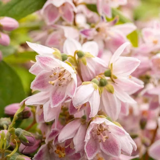 Marshalls Garden Deutzia Raspberry Sundae Ornamental Shrub in Red, Purple, White and Pink