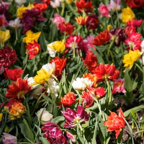 Thompson & Morgan Tulip Murillo Mixed Double Flower Bulbs, Multicolour Ground Cover Perennials, 8 Bulbs